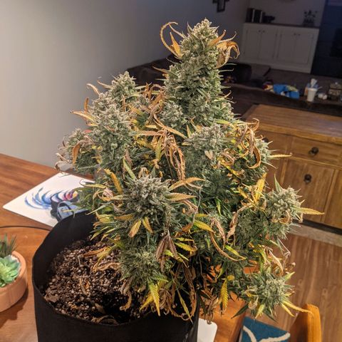 Strawberry Pie growlog timeline photo