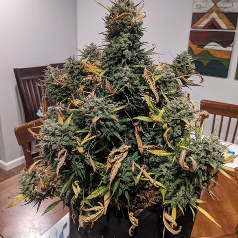 Strawberry Pie growlog timeline photo