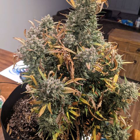 Strawberry Pie growlog timeline photo