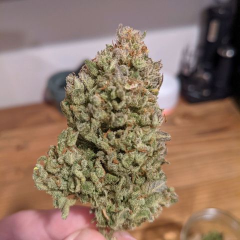 Strawberry Pie growlog timeline photo