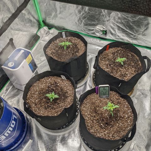 Gorilla Cookies growlog timeline photo