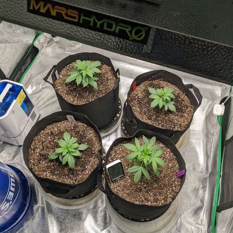 Gorilla Cookies growlog timeline photo