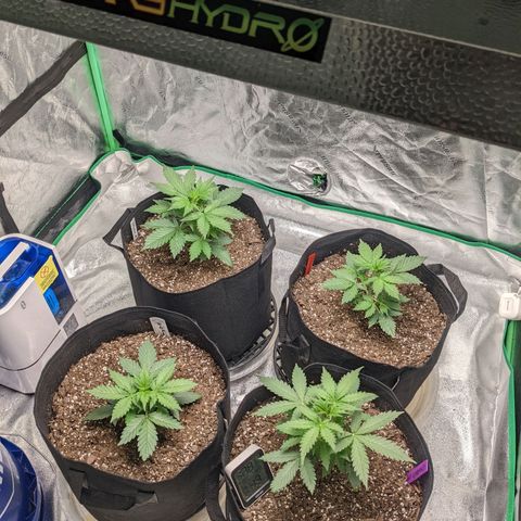 Gorilla Cookies growlog timeline photo