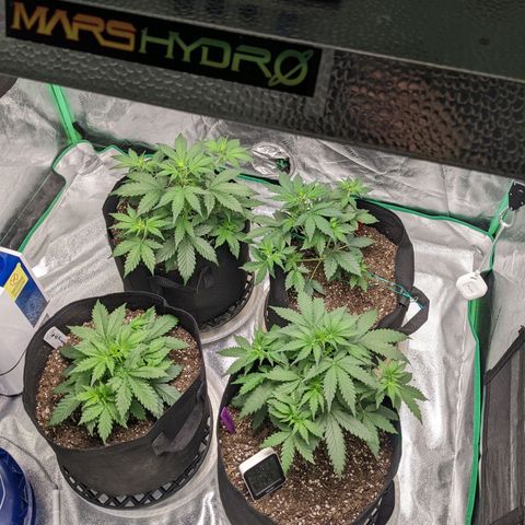 Gorilla Cookies growlog timeline photo