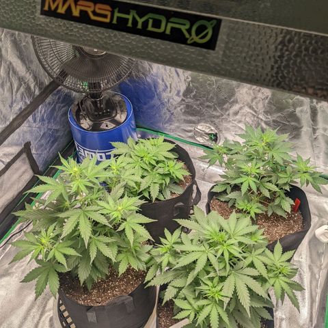 Gorilla Cookies growlog timeline photo