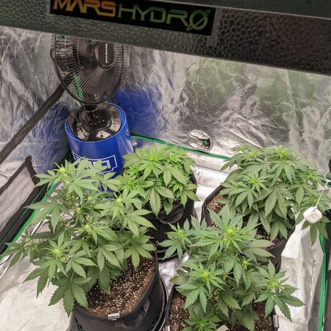 Gorilla Cookies growlog timeline photo