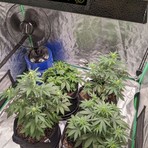Gorilla Cookies growlog timeline photo