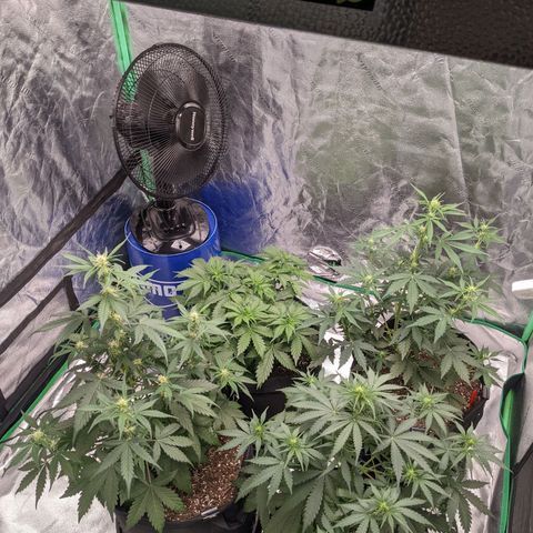 Gorilla Cookies growlog timeline photo