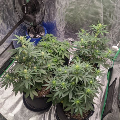 Gorilla Cookies growlog timeline photo