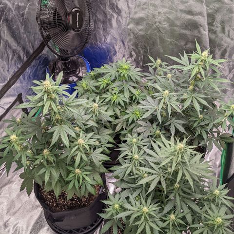 Gorilla Cookies growlog timeline photo