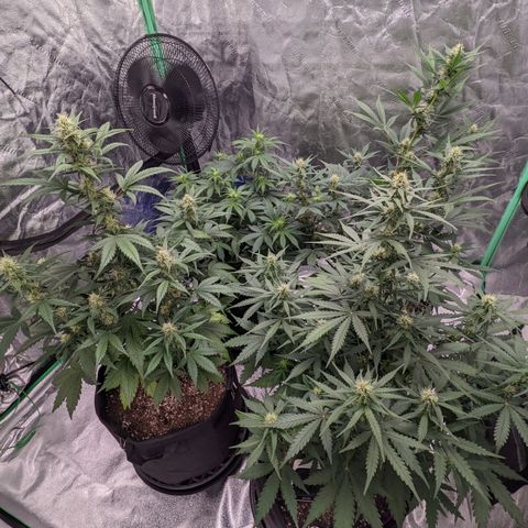 Gorilla Cookies growlog timeline photo