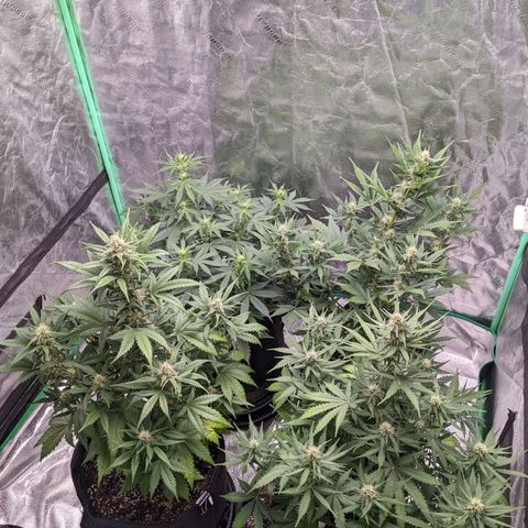 Gorilla Cookies growlog timeline photo
