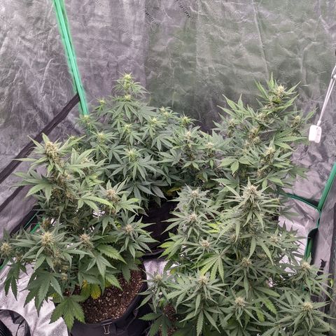 Gorilla Cookies growlog timeline photo