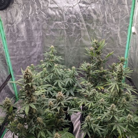 Gorilla Cookies growlog timeline photo