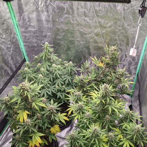 Gorilla Cookies growlog timeline photo