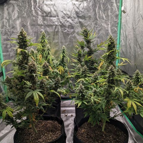 Gorilla Cookies growlog timeline photo