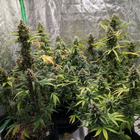 Gorilla Cookies growlog timeline photo