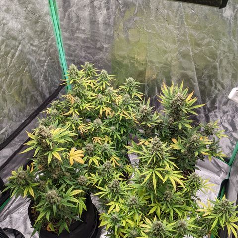 Gorilla Cookies growlog timeline photo