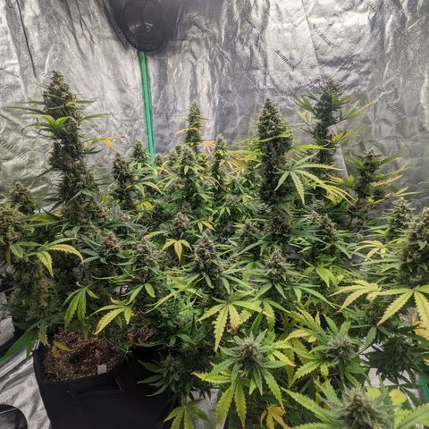 Gorilla Cookies growlog timeline photo