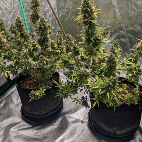 Gorilla Cookies growlog timeline photo