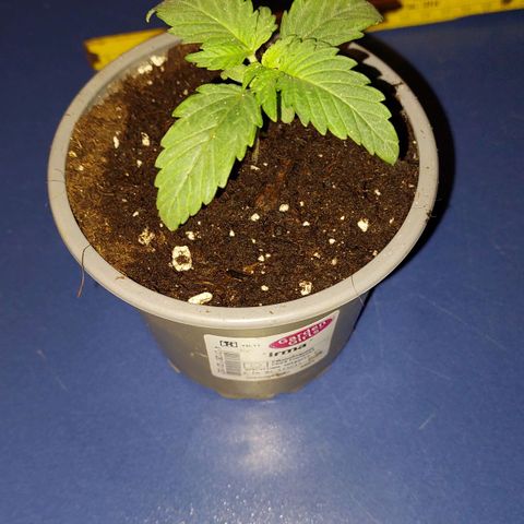 Pineapple Chunk growlog timeline photo