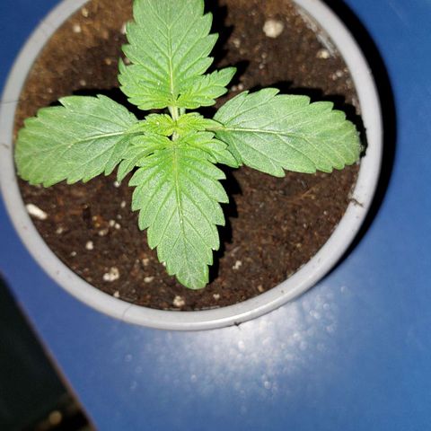 Pineapple Chunk growlog timeline photo