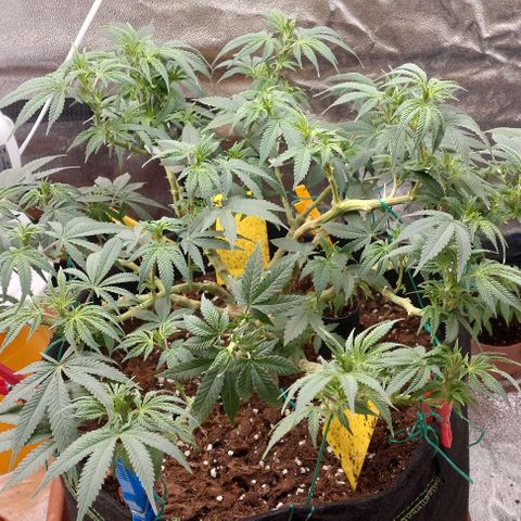 Pineapple Chunk growlog photo: Täglich 15min weniger Licht. Immer morgens und abends abwechselnd. Bis 12 Stunden. 