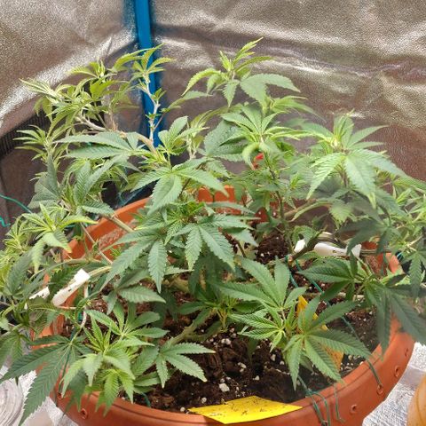 Pineapple Chunk growlog photo: Täglich 15min weniger Licht. Immer morgens und abends abwechselnd. Bis 12 Stunden. 