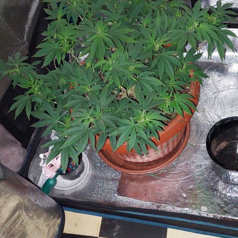 Pineapple Chunk growlog photo: In.die Blüte geschickt. 
Täglich 30 min.weniger Licht.
Von 18 auf 12 Stunden reduzieren. 