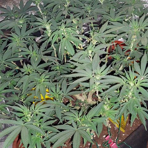 Pineapple Chunk growlog photo: In.die Blüte geschickt. 
Täglich 30 min.weniger Licht.
Von 18 auf 12 Stunden reduzieren. 