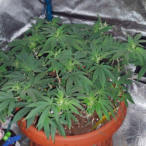 Pineapple Chunk growlog photo: In.die Blüte geschickt. 
Täglich 30 min.weniger Licht.
Von 18 auf 12 Stunden reduzieren. 