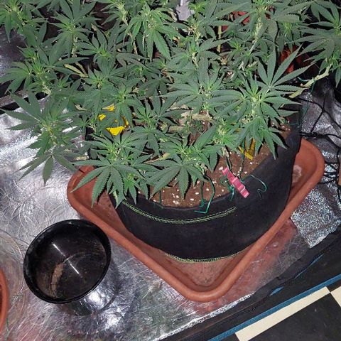Pineapple Chunk growlog photo: In.die Blüte geschickt. 
Täglich 30 min.weniger Licht.
Von 18 auf 12 Stunden reduzieren. 