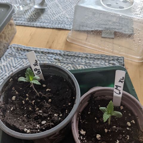 Cream Mandarine XL Auto - 1. Versuch Top und LST auf Südbalkon  growlog timeline photo