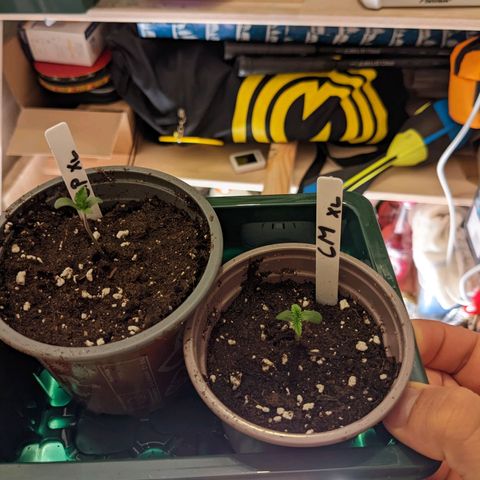 Cream Mandarine XL Auto - 1. Versuch Top und LST auf Südbalkon  growlog timeline photo