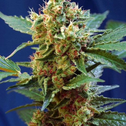 Cream Mandarine XL Auto - 1. Versuch Top und LST auf Südbalkon  growlog timeline photo