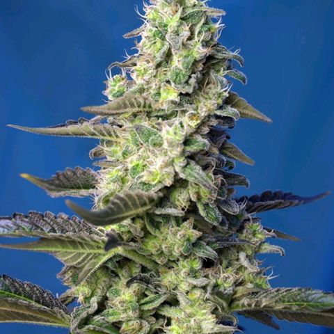 Green Poison XL Auto - LST auf Südbalkon growlog timeline photo