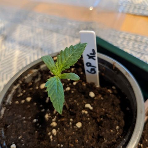 Green Poison XL Auto - LST auf Südbalkon growlog timeline photo