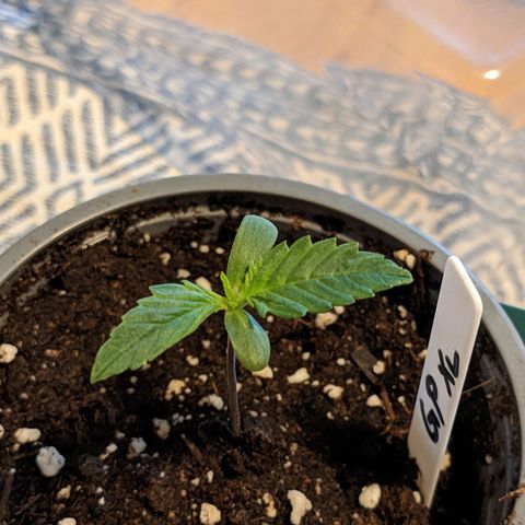 Green Poison XL Auto - LST auf Südbalkon growlog timeline photo