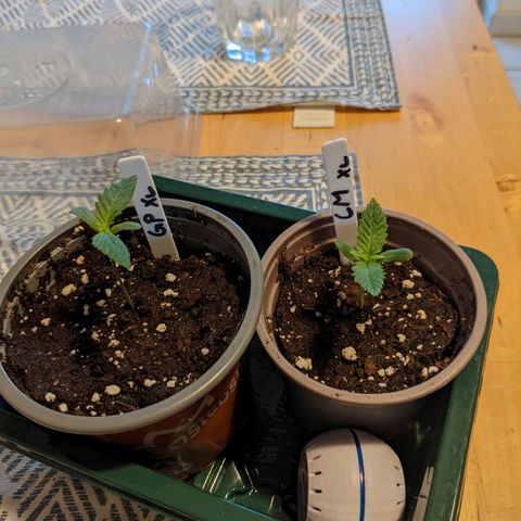 Cream Mandarine XL Auto - 1. Versuch Top und LST auf Südbalkon  growlog timeline photo