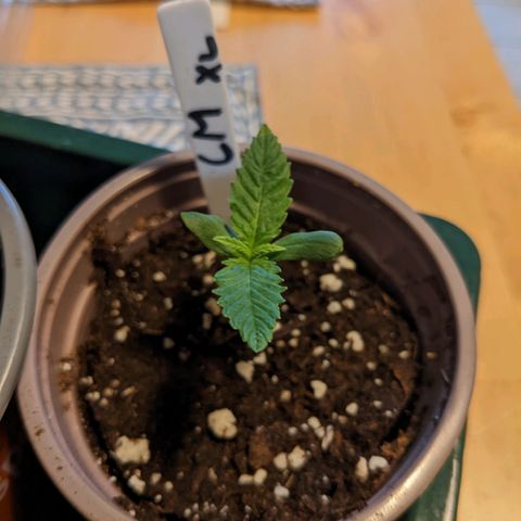 Cream Mandarine XL Auto - 1. Versuch Top und LST auf Südbalkon  growlog timeline photo