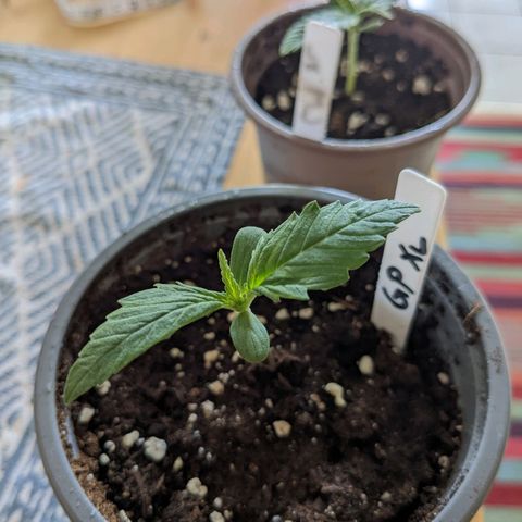 Green Poison XL Auto - LST auf Südbalkon growlog timeline photo