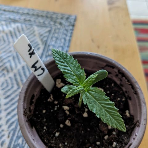 Cream Mandarine XL Auto - 1. Versuch Top und LST auf Südbalkon  growlog timeline photo