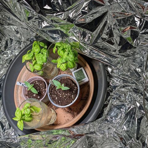 Cream Mandarine XL Auto - 1. Versuch Top und LST auf Südbalkon  growlog timeline photo