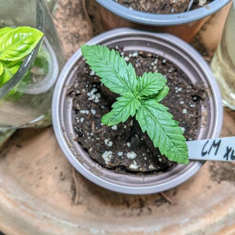 Cream Mandarine XL Auto - 1. Versuch Top und LST auf Südbalkon  growlog timeline photo