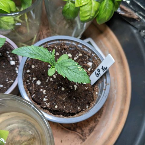 Green Poison XL Auto - LST auf Südbalkon growlog timeline photo