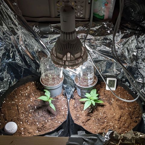 Green Poison XL Auto - LST auf Südbalkon growlog timeline photo