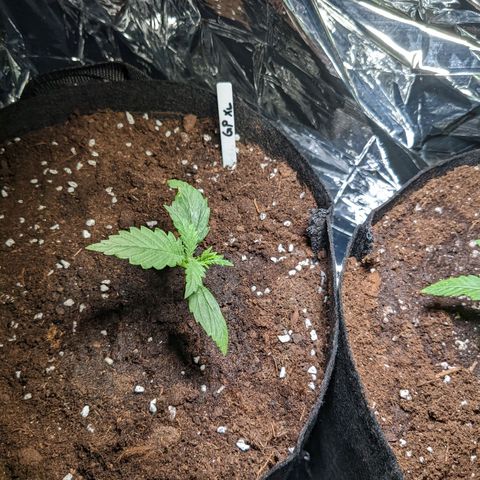 Green Poison XL Auto - LST auf Südbalkon growlog timeline photo