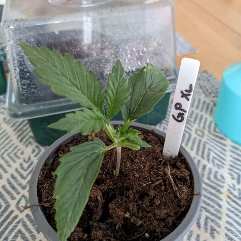 Green Poison XL Auto - LST auf Südbalkon growlog timeline photo