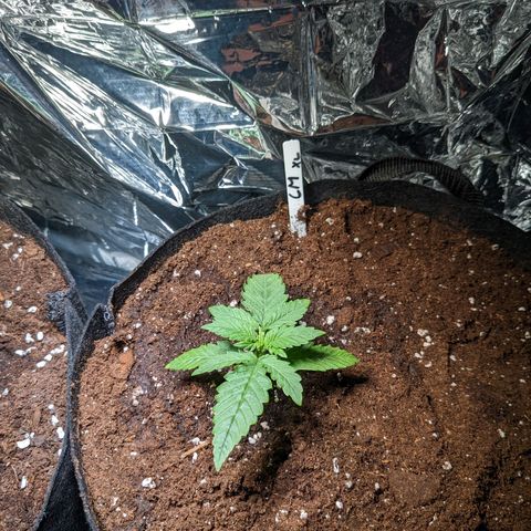 Cream Mandarine XL Auto - 1. Versuch Top und LST auf Südbalkon  growlog photo: Umgetopft in 20L Endtopf 