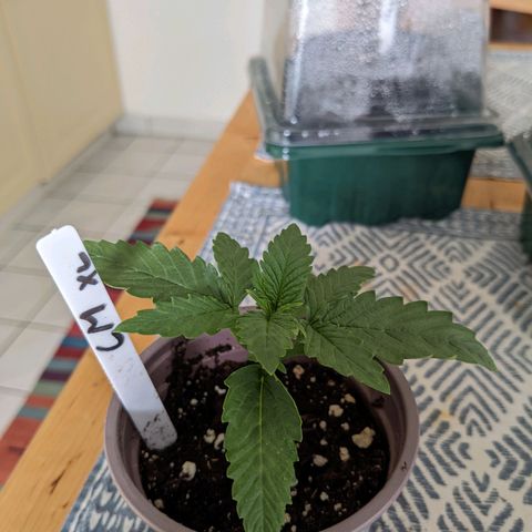 Cream Mandarine XL Auto - 1. Versuch Top und LST auf Südbalkon  growlog photo: Umgetopft in 20L Endtopf 